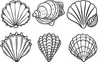 set of hand drawn seashells isolated on white background. vector