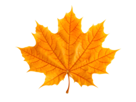 AI generated autumn leaves falling on a transparent background png