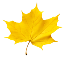 AI generated autumn leaves falling on transparent background png