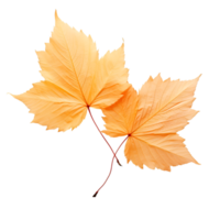 AI generated autumn leaves falling on a transparent background png