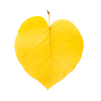 AI generated autumn leaves falling on transparent background png