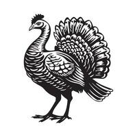 illustration of a Turkey on white background vector