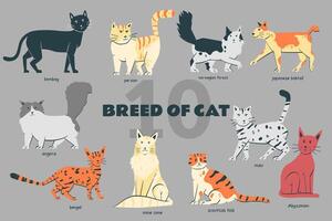 Breed of Cat set handdrawn doodle illustration with various pose vector