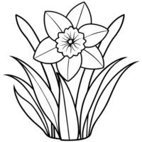 Daffodil flower plant outline illustration coloring book page design, Daffodil flower plant black and white line art drawing coloring book pages for children and adults vector