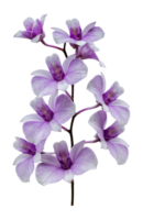 lila Orchideenblume png