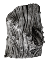 Tree stump PNG