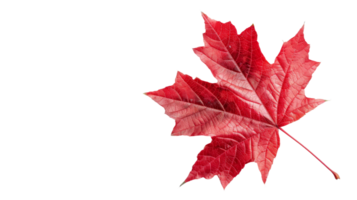 Red Maple Leaf on Transparent Background, Format png