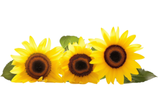 radiante girasoles en transparente antecedentes png