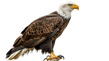 chauve Aigle sur transparent arrière-plan, format png