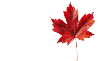 Red Maple Leaf on Transparent Background, Format png