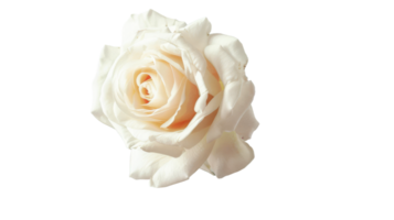 Single White Rose on Transparent Background, Format png