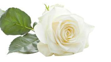 Single White Rose on Transparent Background, Format png
