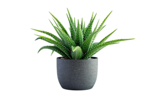 portrait de une mis en pot plante sur transparent Contexte png