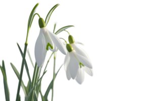 Realistic Snowdrops on Transparent Background png