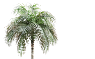 A Caribbean Palm Tree Image on Transparent Background png