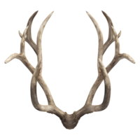 3d le rendu de une cerf cornes sur transparent Contexte png