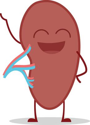 illustration of a healthy and funny spleen in cartoon style.