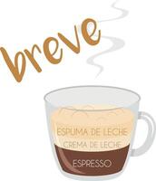 illustration of a Breve coffee cup icon with its preparation and proportions and names in spanish. vector