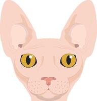 Sphynx cat isolated on white background illustration vector