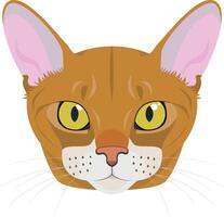 Abyssinian cat isolated on white background illustration vector