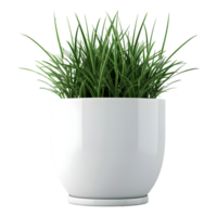 3D Rendering of a Green Plant in a pot on Transparent Background png