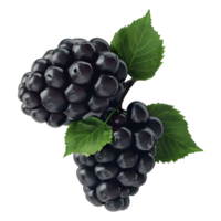 3D Rendering of a Blackberry on Transparent Background png