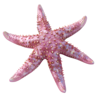 3d interpretazione di un' rosa stella marina su trasparente sfondo png