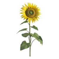 3D Rendering of a Yellow Sunflower on Transparent Background png