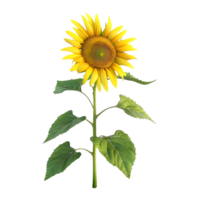 3D Rendering of a Yellow Sunflower on Transparent Background png