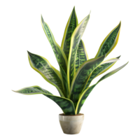 3D Rendering of a Sansevieria futura Superba Snake Plant on Transparent Background png