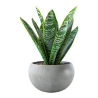 3D Rendering of a Sansevieria futura Superba Snake Plant on Transparent Background png