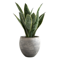 3D Rendering of a Sansevieria futura Superba Snake Plant on Transparent Background png