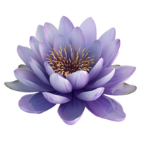 3D Rendering of a Nelumbo nucifera flower on Transparent Background png