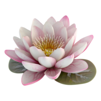3D Rendering of a Nelumbo nucifera flower on Transparent Background png
