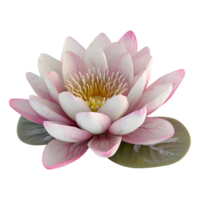 3d Renderização do uma nelumbo nucifera flor em transparente fundo png