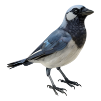 3d interpretazione di un' gazza uccello su trasparente sfondo png