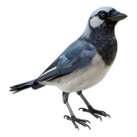 3d le rendu de une pie oiseau sur transparent Contexte png