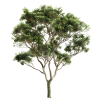 3d representación de un verde árbol en transparente antecedentes png