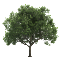 3D Rendering of a Green Tree on Transparent Background png