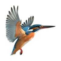 3D Rendering of a Kingfisher Bird on Transparent Background png