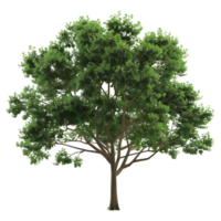 3D Rendering of a Green Tree on Transparent Background png