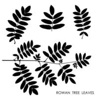 Black silhouettes of rowan leaves isolated on white background. Autumn fallen leaves of rowan tree. vector