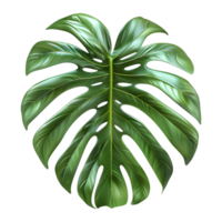 3D Rendering of a Swiss cheese plant on Transparent Background png