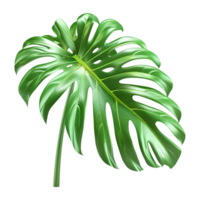 3D Rendering of a Swiss cheese plant on Transparent Background png