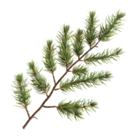 Pine Tree on Transparent background png