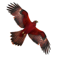 3D Rendering of a Red Hawk Bird on Transparent Background png