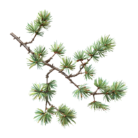 Pine Tree on Transparent background png