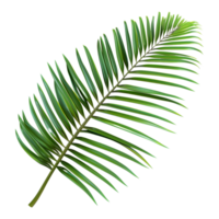 3D Rendering of a Coconut or Palm Tree Leaf Plant on Transparent Background png