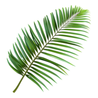 3d le rendu de une noix de coco ou paume arbre feuille plante sur transparent Contexte png