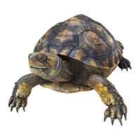 3d le rendu de une tortue sur transparent Contexte png